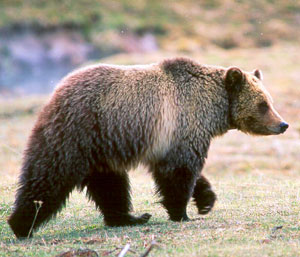 Grizzly Bear Yellowstone by Kim Keating, USGS